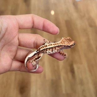 카푸치노 텐저린 화이트스팟