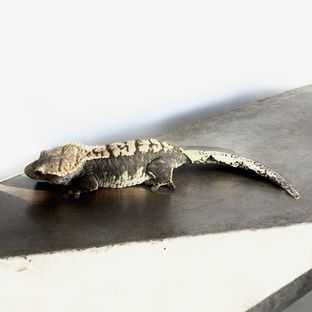 밤비