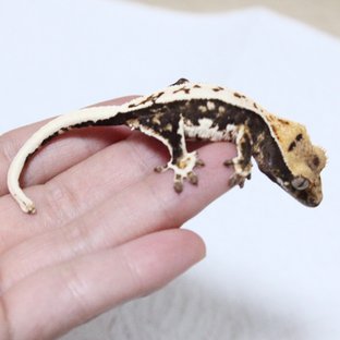 릴리100%헷아잔틱 다크