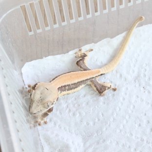 릴리화이트 솔리드백