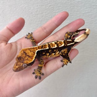 Yoji