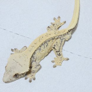 화이트스팟 노멀 크림 드리피