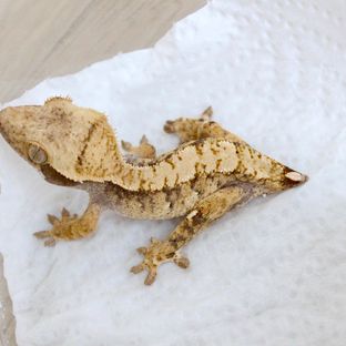 트라이 100%헷아잔틱