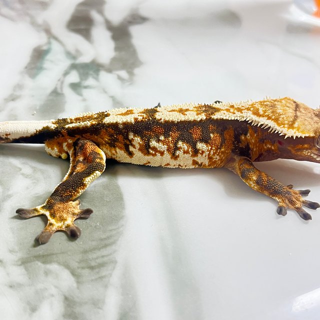 트라이 텐저린 화이트스팟