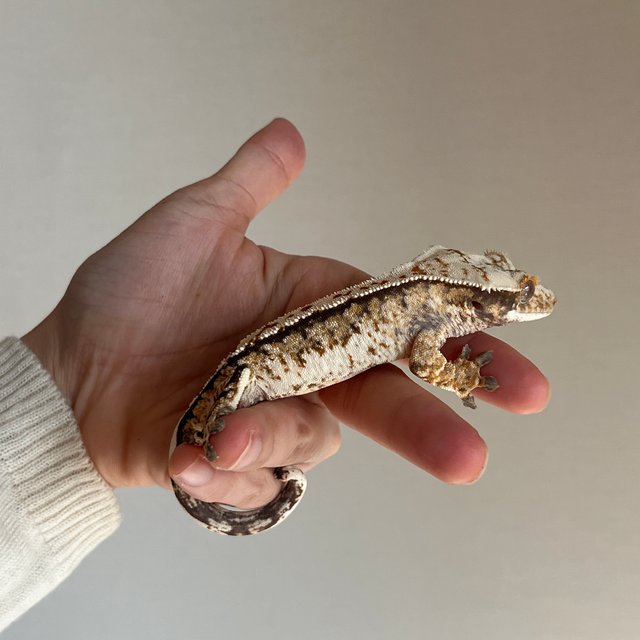 트라이 화이트스팟 화이트