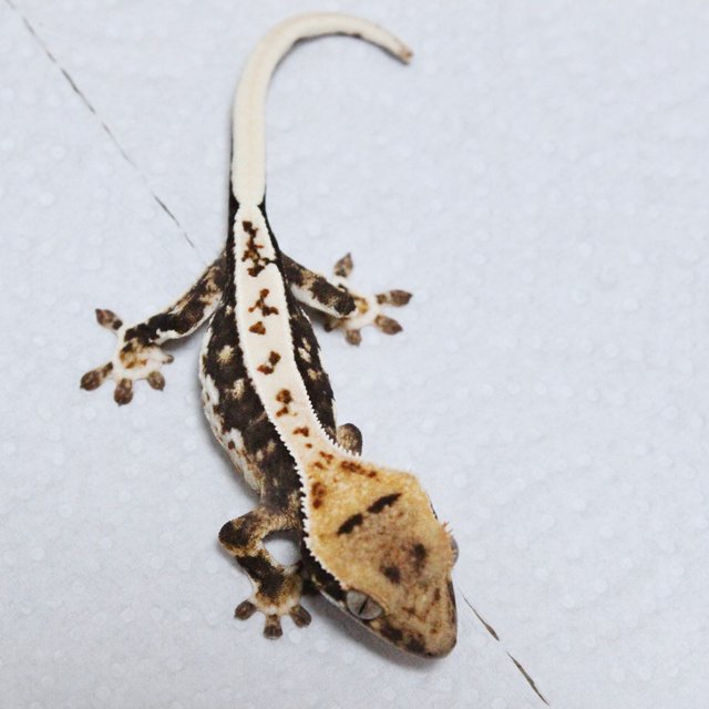 릴리100%헷아잔틱 다크