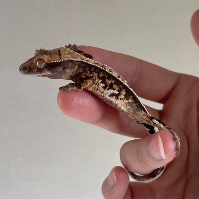 트라이 화이트포트홀