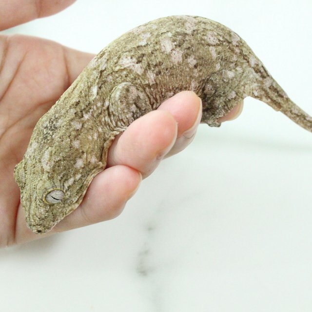 하이 컬러 파인아일랜드 누아나 노멀
