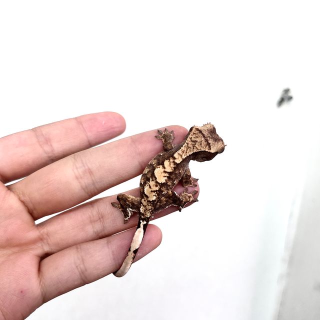 100%헷아잔틱 노멀 다크