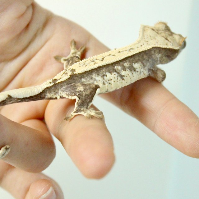 노멀 크림 쿼드