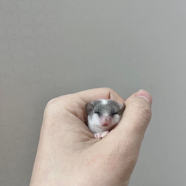 오레오 하이 화이트