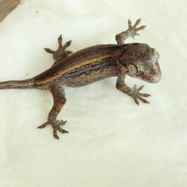 스트라이프 옐로우 오렌지