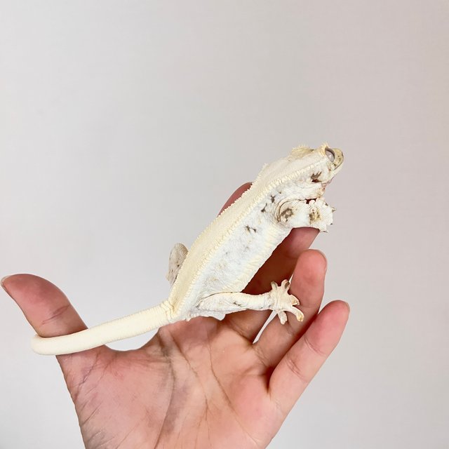 릴리화이트 드리피 솔리드백