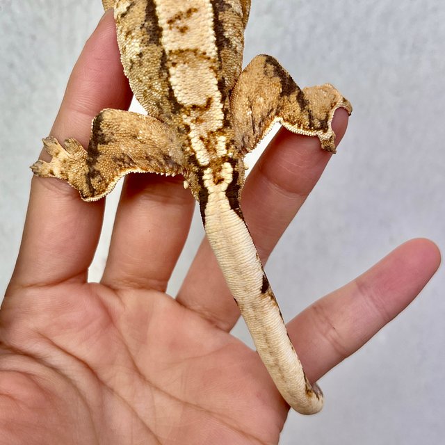 트라이 옐로우 화이트 익스트림할리퀸