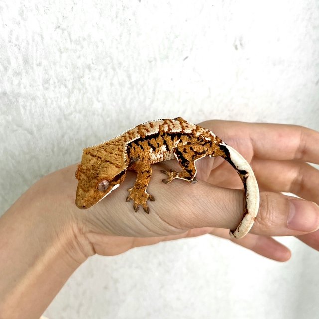 트라이 익스트림할리퀸 바브 텐저린