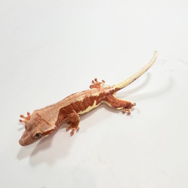 릴리화이트 레드