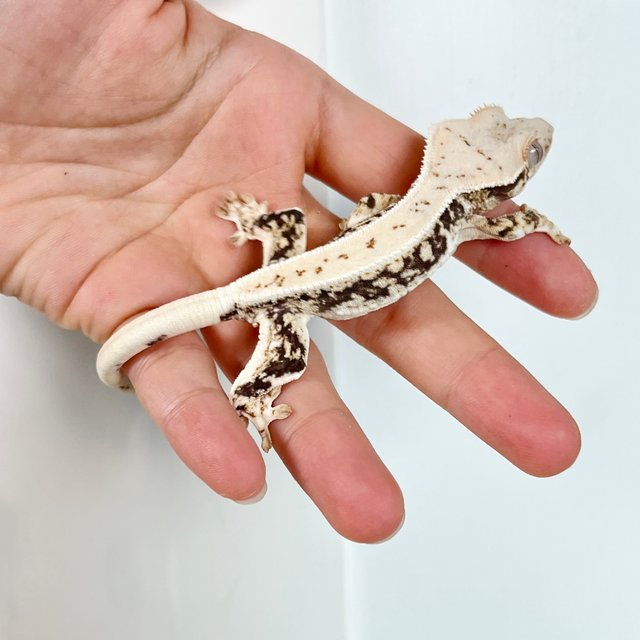 릴리화이트 화이트