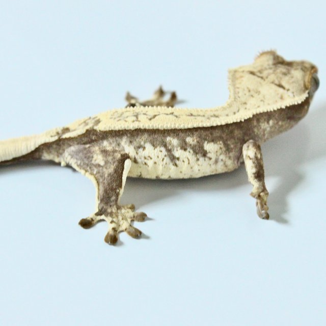 노멀 크림 쿼드