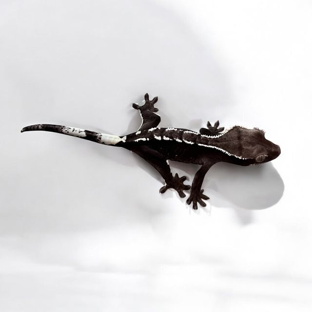 아잔틱