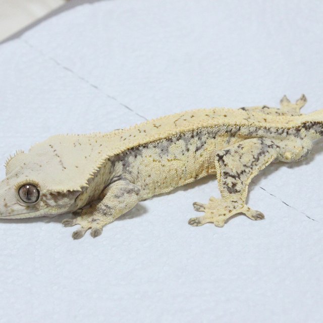 화이트스팟 노멀 크림 드리피