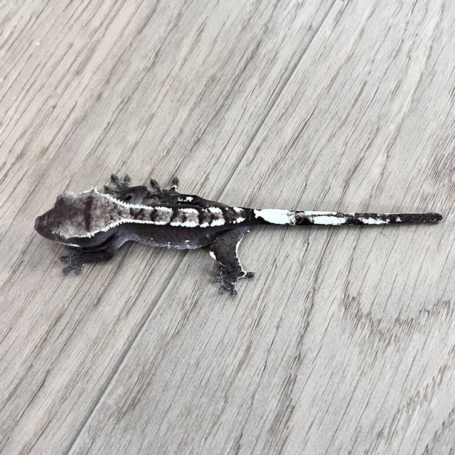 아잔틱