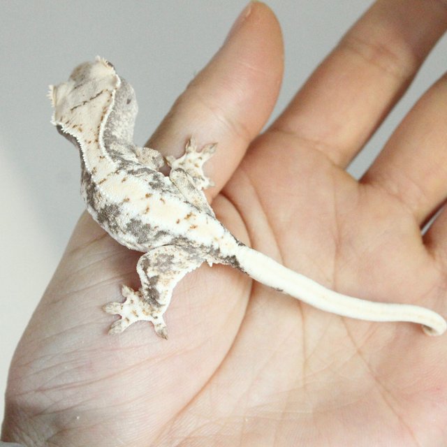 릴리100%헷아잔틱