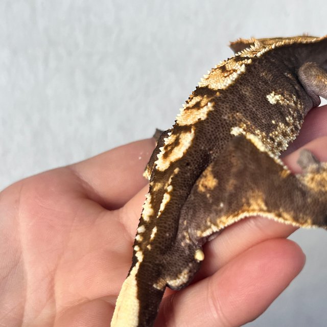 100%헷아잔틱 다크