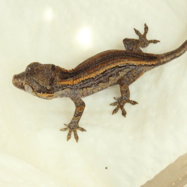 스트라이프 옐로우 오렌지