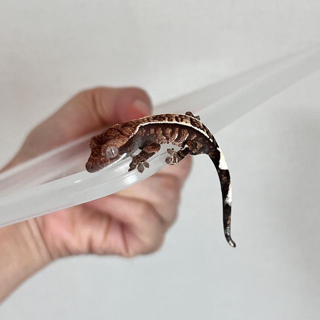 카푸치노 화이트스팟