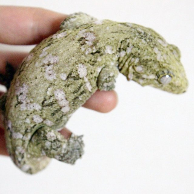 하이 컬러 파인아일랜드 노멀