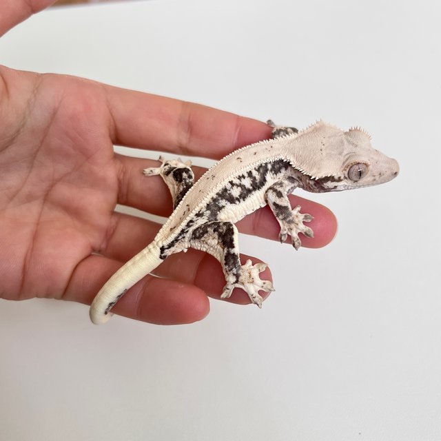 릴리화이트 블랙 엑조틱