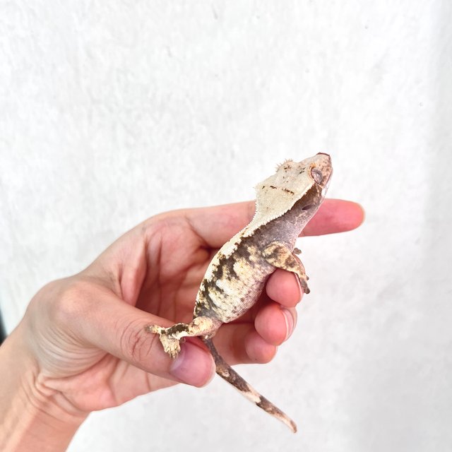 트라이 화이트스팟 옐로우