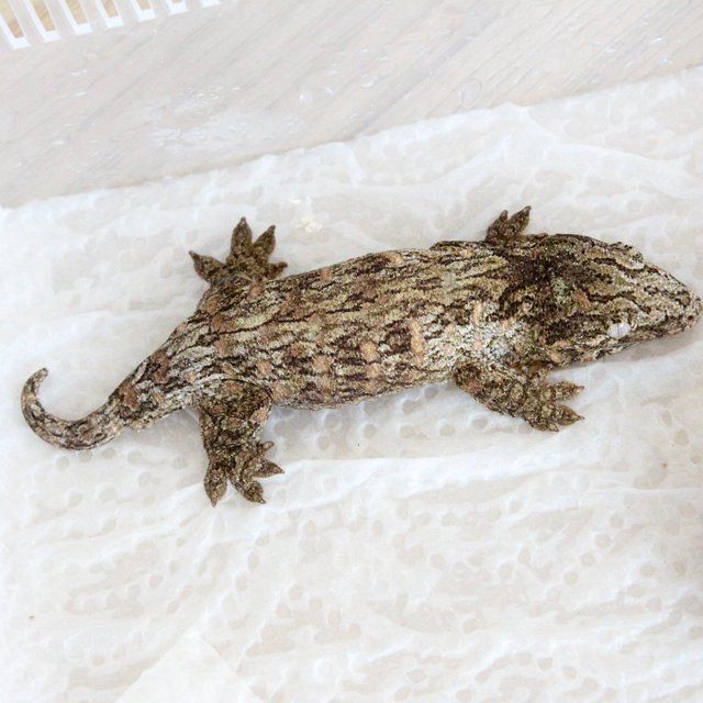 브로쓰 모로 노멀 파인아일랜드 하이 컬러