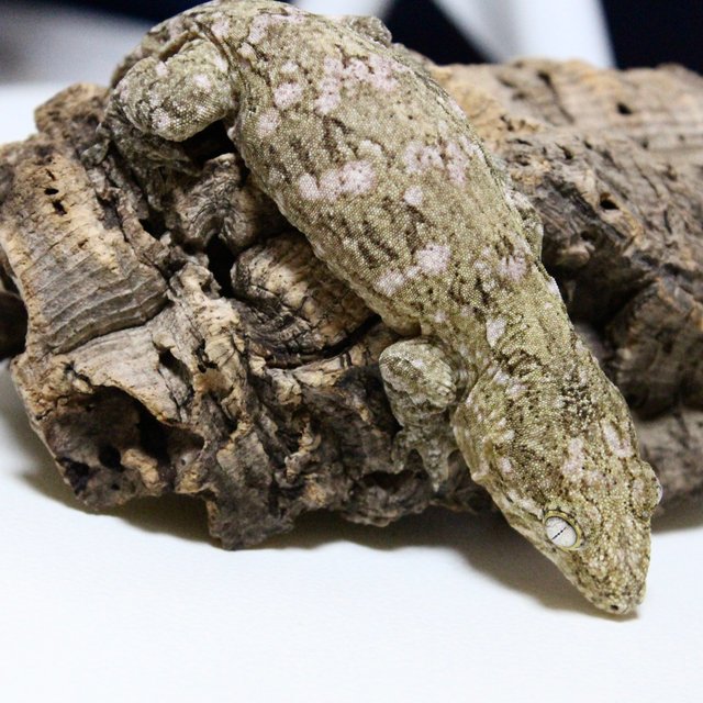 하이 컬러 파인아일랜드 노멀