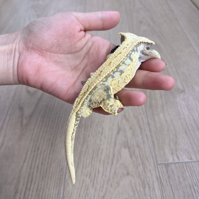 풀핀 옐로우 익스트림할리퀸
