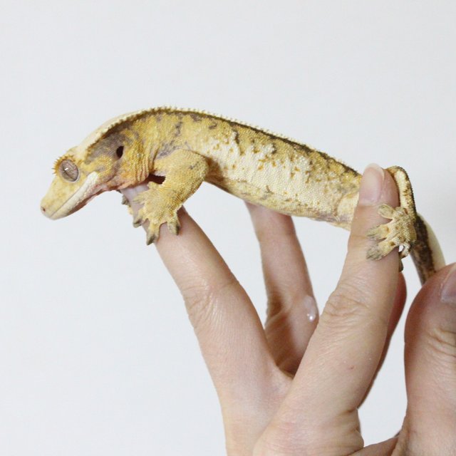 트라이 익스트림할리퀸 텐저린 화이트스팟