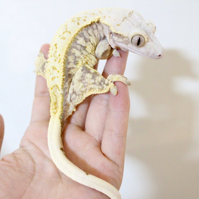 익스트림할리퀸