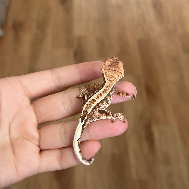 카푸치노 텐저린 화이트스팟