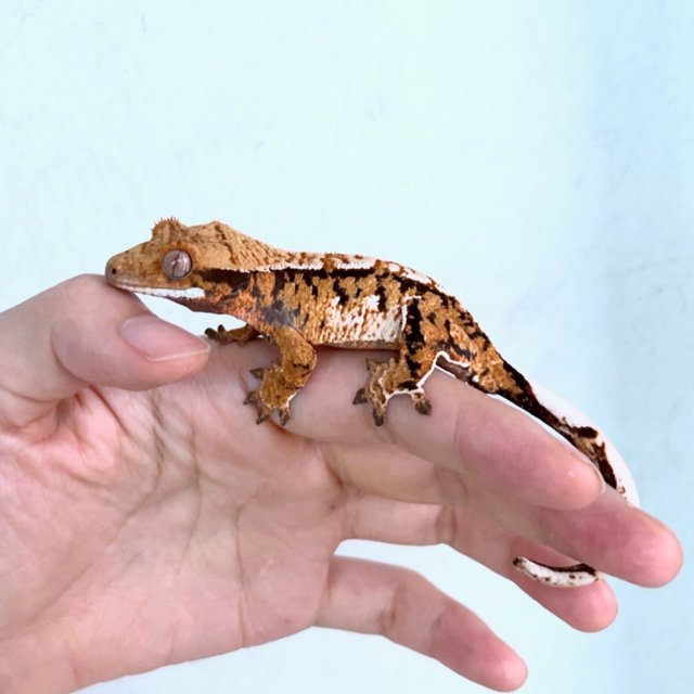 트라이 익스트림할리퀸 바브 텐저린