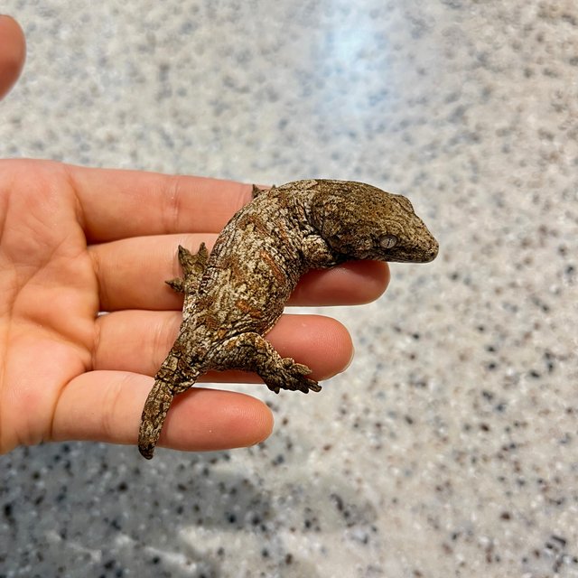 누아미 누아나 노멀