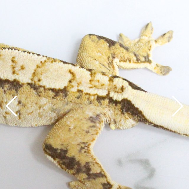 트라이 익스트림할리퀸 텐저린 화이트스팟