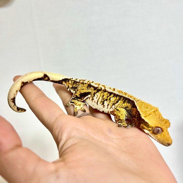 트라이 익스트림할리퀸 화이트스팟 화이트포트홀