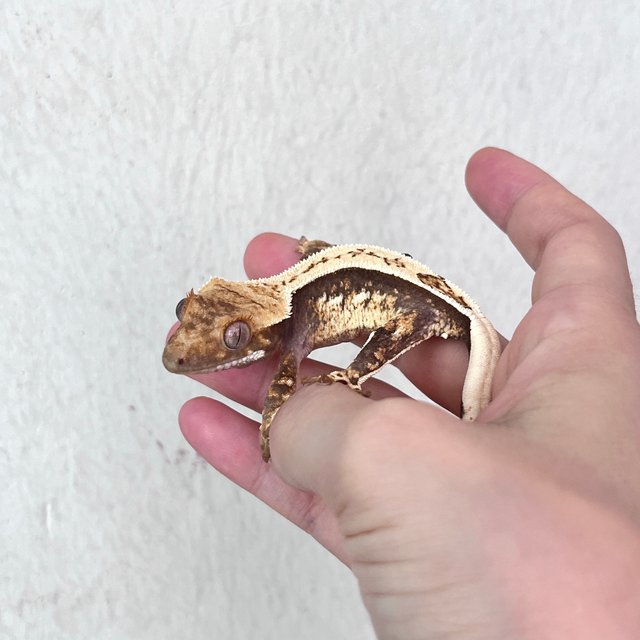 화이트스팟 쿼드 트라이