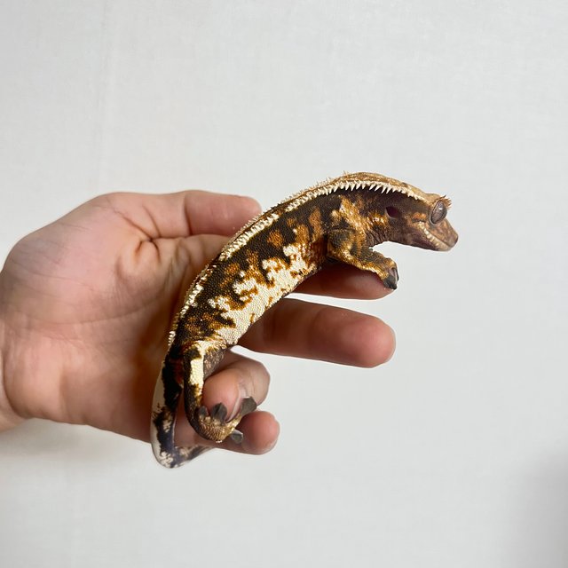 트라이 텐저린 화이트스팟