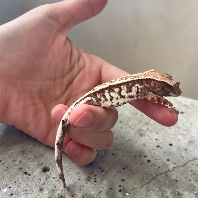 카푸치노 화이트 트라이