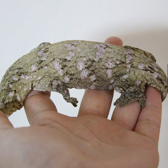 하이 컬러 파인아일랜드 노멀