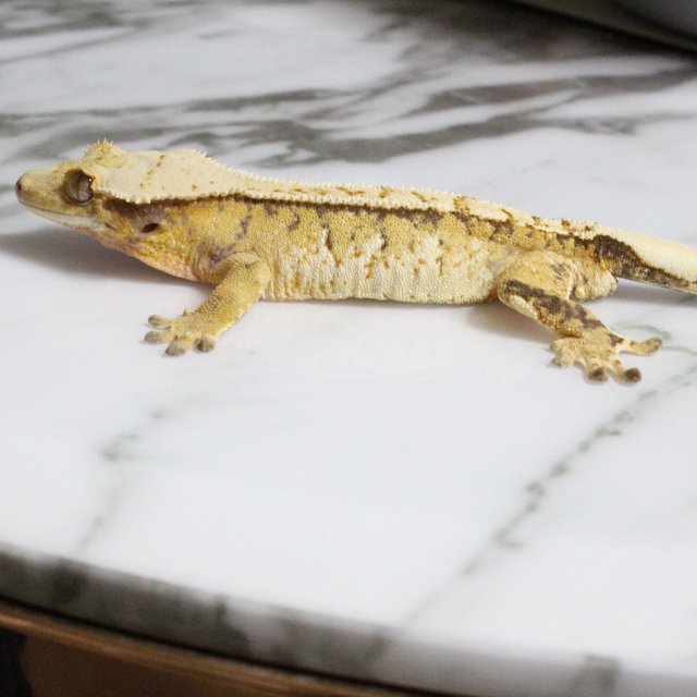 트라이 익스트림할리퀸 텐저린 화이트스팟