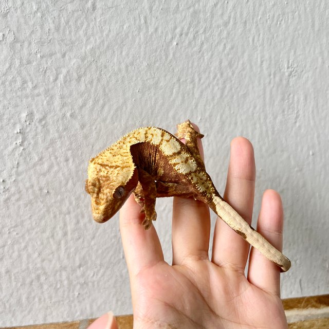 100%헷아잔틱 레드 익스트림할리퀸