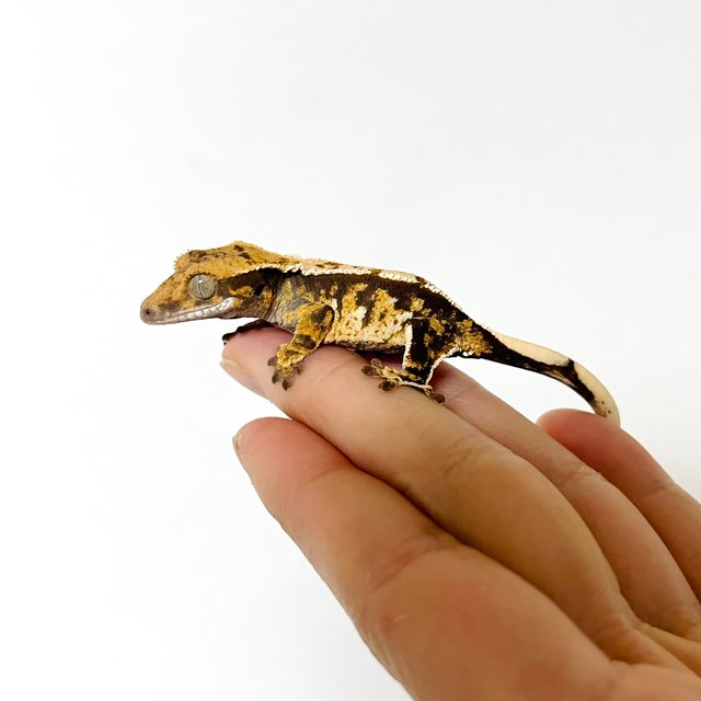 트라이 화이트스팟