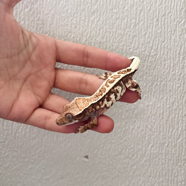 카푸치노 화이트 트라이